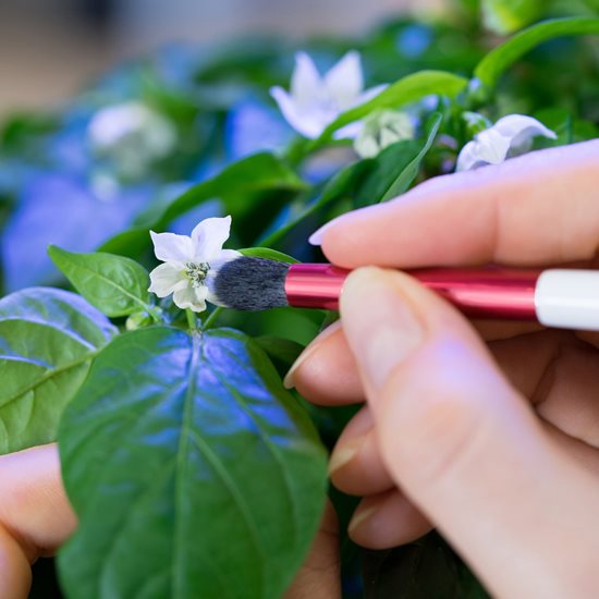 Pollination brush - VERITABLE brand