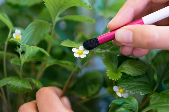 Pollination brush - VERITABLE brand