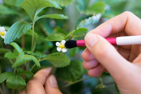 Pollination brush - VERITABLE brand