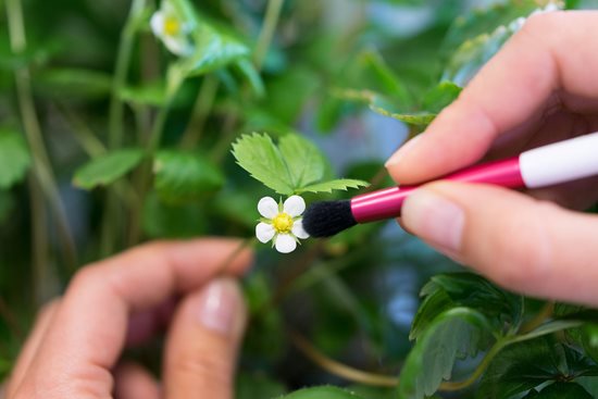 Pollination brush - VERITABLE brand