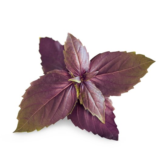 Package of "Lingot" purple basil seeds - VERITABLE brand