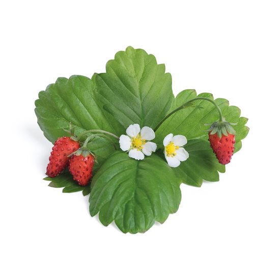 Paket med "Lingot" frön av vilda jordgubbar - VERITABLE märke