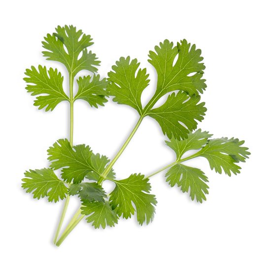 Paquete de semilla de cilantro "Lingot" - marca VERITABLE