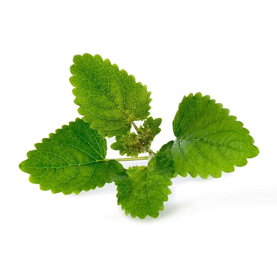 Package of lemon balm seeds, "Lingot" - VERITABLE brand