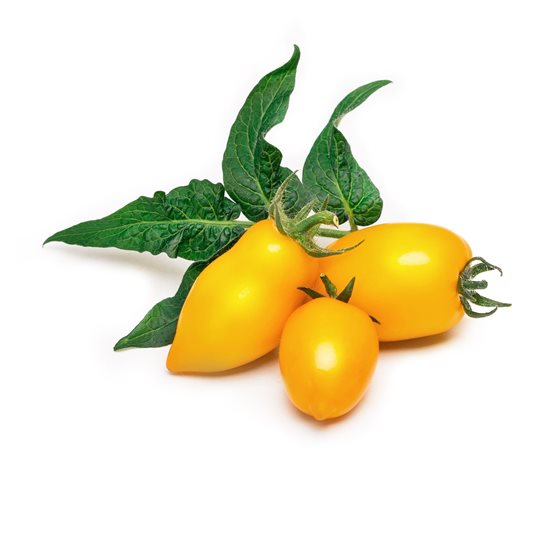 Package of yellow mini-tomatoes "Lingot" seeds - VERITABLE brand