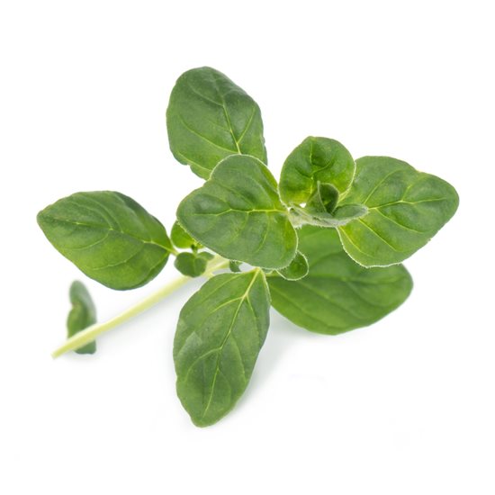 Package of "Lingot" oregano seeds - VERITABLE brand