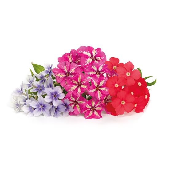 Package of "Lingot" Phlox seeds - "VERITABLE" brand