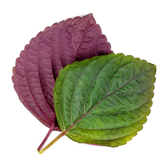 Shiso tohumları paketi, "Lingot", bicolor - VERITABLE marka