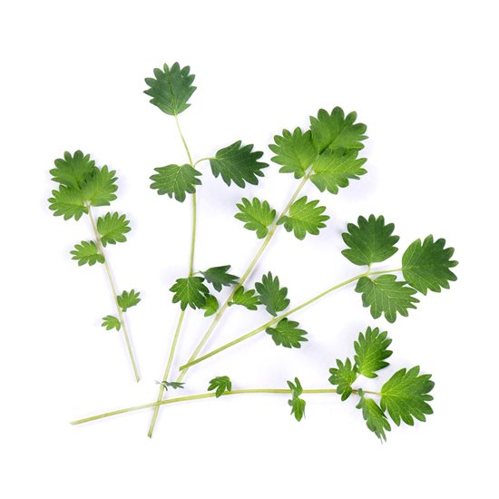 Seemnepakett "Lingot" Burnet salat - Veritable