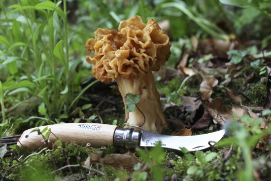 N°08 nůž na houby, nerez, 8 cm - Opinel