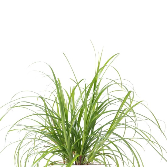 Pack of "Lingot" cat grass Cyperus seeds - Veritable