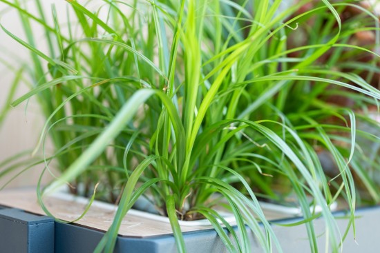 Pack of "Lingot" cat grass Cyperus seeds - Veritable