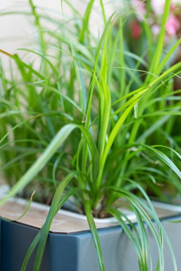 Pack of "Lingot" cat grass Cyperus seeds - Veritable