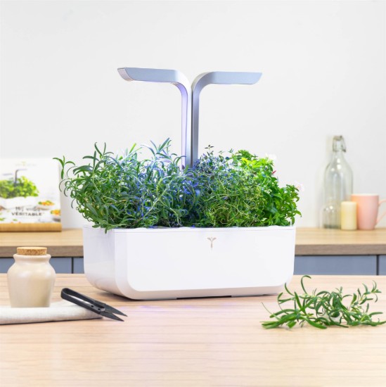 Package with "Lingot" rosemary seeds - Veritable