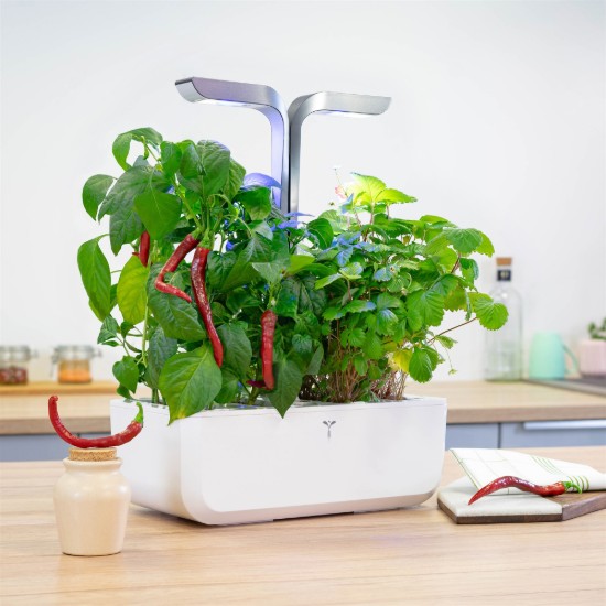 Pakke med Cayenne pepper "Lingot" frø - VERITABLE merke