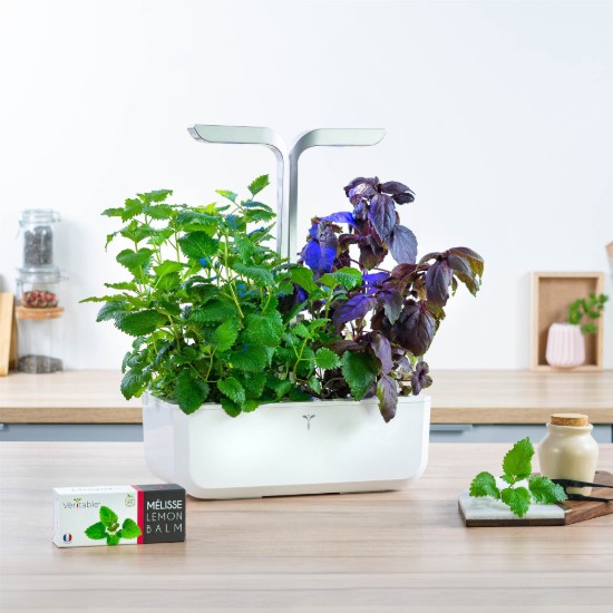 Paketti sitruunamelissan siemeniä, "Lingot" - VERITABLE merkki