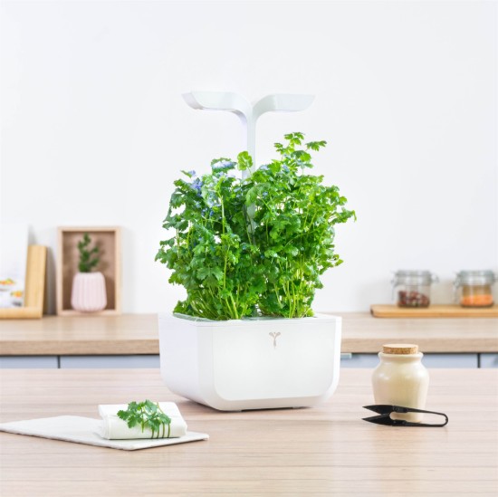 Package of "Lingot" coriander seed - VERITABLE brand