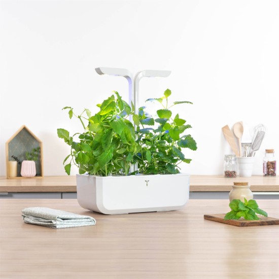 Package of "Lingot" lemon-flavored basil seeds - VERITABLE brand