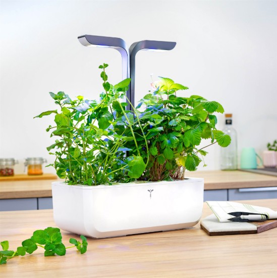 Package of "Lingot" icy mint seeds - VERITABLE brand