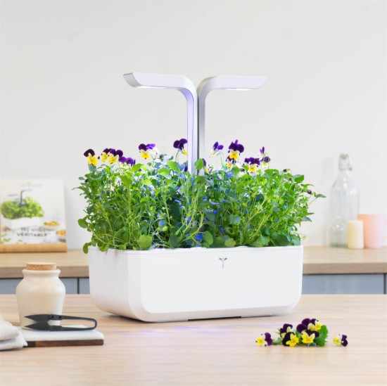 Paquet de graines de pensées comestibles "Lingot" - Marque "VERITABLE"