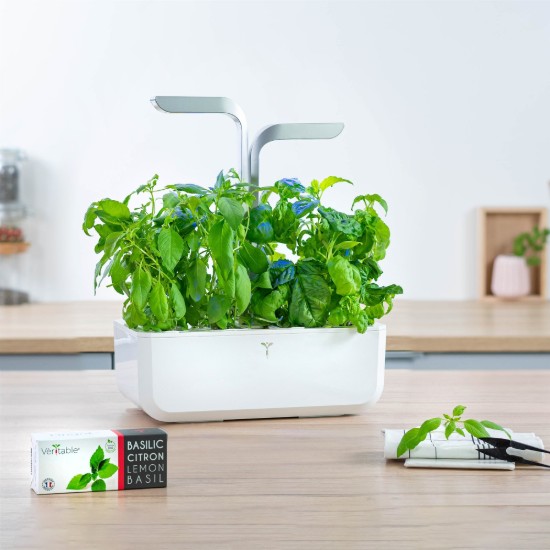 Паковање семена тајландског босиљка "Lingot" - бренд VERITABLE