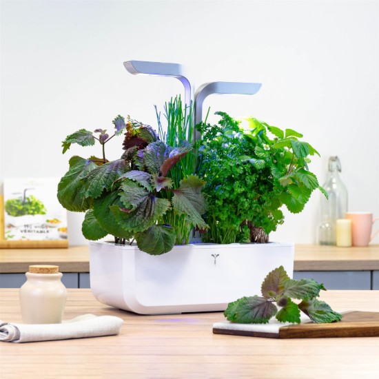 Shiso tohumları paketi, "Lingot", bicolor - VERITABLE marka