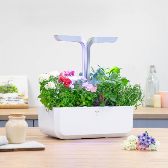 Package of "Lingot" Phlox seeds - "VERITABLE" brand