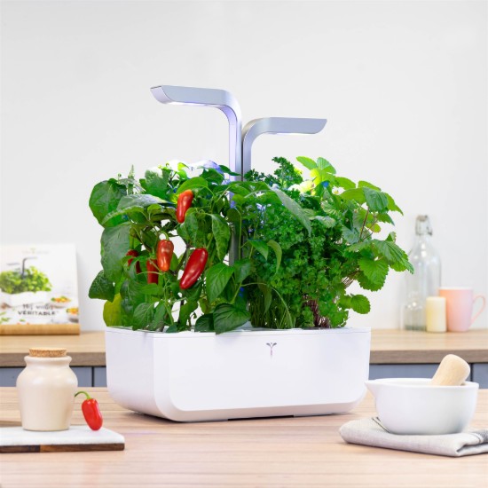 Confezione con semi di peperoncino jalapeno, "Lingot" - marchio VERITABLE